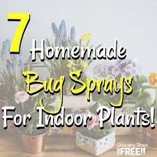 Maybe you would like to learn more about one of these? 7 Homemade Bug Sprays For Indoor Plants
