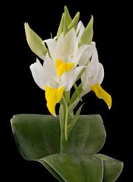 Image result for Brachycorythis ovata