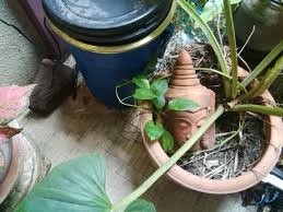 Are you tired of unsightly pothos roots but love the filtration? Pothos Around Pond Album On Imgur