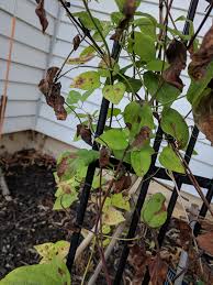 Check spelling or type a new query. Is This Clematis Wilt Zone 5b Album On Imgur