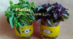 En este artículo veremos una lista de plantas de la suerte mira aquí: Plantas Para La Buena Suerte