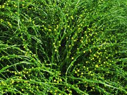 Image result for Psilotum nudum