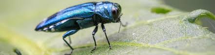 Emerald Ash Borer Treatment Prevention In Denver Co