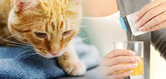Megacolon happens when the nerves to the colon aren't working correctly. Miralax For Cats With Constipation A Complete Guide For Owners