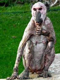 A photo showing an owl without feathers posted by twitter user dana shwartz is terrifying the internet. 25 Animals That You Won T Recognize Without Their Hair
