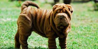 The average cost for a puppy runs somewhere in the vicinity of $800 to $2800, but it is possible to find breeders who charge less or more. Shar Pei Dogexpress