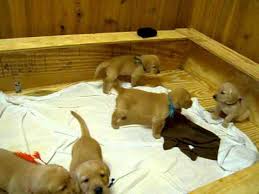 When buying a puppy, both the lab and golden retriever buyer should make sure the. 5 Week Old Golden And Lab Mix Puppies Youtube