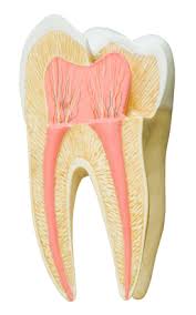 Maybe you would like to learn more about one of these? Oral Surgeon Chicago Il Can You Strengthen Weak Enamel Cameo Dental Specialists