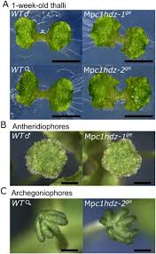 The video depicts growth of female thalli of marchantia polymorpha. Oil Body Formation In Marchantia Polymorpha Is Controlled By Mpc1hdz And Serves As A Defense Against Arthropod Herbivores Biorxiv