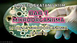 Bab 6 sains tingkatan 5: Sains Tingkatan 5 Kssm I Bab 1 I 1 1 Dunia Mikroorganisma Part 3 Youtube