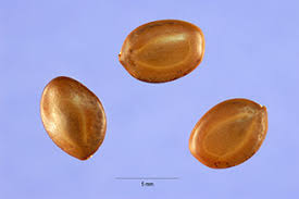 Image result for Prosopis glandulosa