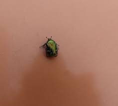 La Cetoine Doree Le Scarabee Magnifique Insectes Animaux Animaux Bretagne Routard Com