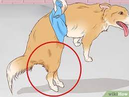 How To Know If Your Dog Has A Slipped Disc 11 Steps