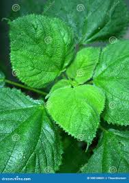 Image result for Laportea alatipes