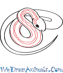 How to draw a garden snake. How To Draw A Common Garter Snake