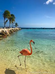 Flamingo Beach Um Dos Passeios Mais Lindos Em Aruba