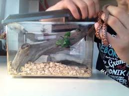 Na sprzedaż ok 4 letni wąż zbożowy wraz z terrarium, całym osprzetem typu ogrzewanie, termometry etc. Waz Zbozowy Pojemnik Czy Terrarium Zapytaj Onet Pl