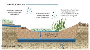Water Solutions East Austin Succulents Home Garden Central Texas Gardener Rain Garden Water Solutions Water Garden