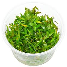 Image result for Floscopa sp.no.1