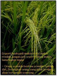 Perumpamaan lalang dan gandum penjelasan perumpamaan seperti lalang itu dikumpulkan dan dibakar dalam api, demikian juga pada akhir zaman. Peribahasa Padi Alumni Smah84