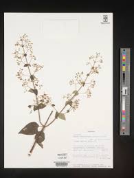 Image result for Isodon ramosissimus