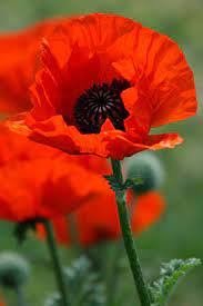 Poppy Gorgeous Blommor Roda Blommor Vackra Blommor