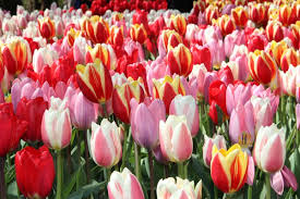 Wann aber blühen die pflanzen genau? Tulpen Blutezeit Sorten Fur Eine Lange Blutezeit Lubera