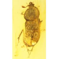 Image result for Rytigynia kiwuensis