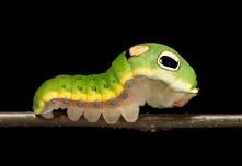 Film Showing: The Extraordinary Caterpillar