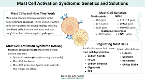 Image result for Mast Cell
