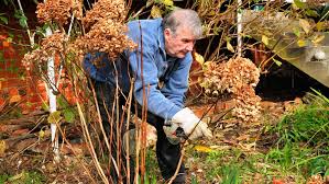 If you're looking to turn one hydrangea into i had a planter full of container mix on the deck and had just finished cutting back a bunch of new growth i'm simply taking what i cut off from pruning my hydrangeas in spring and summer and using those. Peter Cundall How To Keep Hydrangeas Healthy The Weekly Times