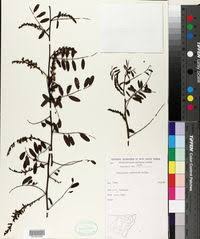 Image result for Indigofera brachynema