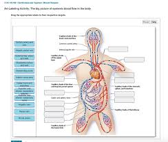 Our engaging videos, interactive if you're learning about kidney anatomy, you might like our urinary system quizzes and labeled diagrams! Solved Ch 18 Hw Cardiovascular System Blood Vessels Art Chegg Com