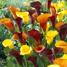 You can repot the tubers in fresh soil after the ripening period. Tequila Sunrise Calla Lily Bulb Mix High Country Gardens