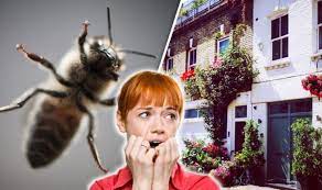 Getting rid of ground bees. How To Get Rid Of A Bees Nest In Your Home Different Species Require Different Treatment Express Co Uk