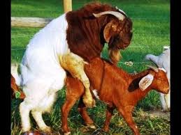 Funny mating, mating animals, funny animals, bringing joy and laughter to everyone. Goat Mating With Human Goat Mating With Female Animals Mating Animals Animal Activities