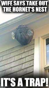 Also, not only venomous, japanese hornets have fangs that are sharp as nail scissors. Hornet S Nest Memes Gifs Imgflip