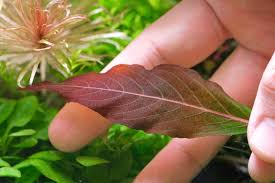 Image result for Dichaetanthera corymbosa