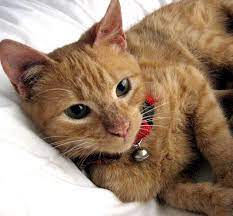 Without treatment, affected cats will deteriorate rapidly, with survival times of only weeks. How Long Can A Cat Live Natural Cat Care Blog