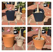 Image result for Cyphostemma quinatum