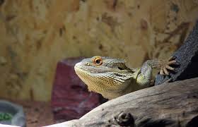 Looking for some major inspiration for your beardie's cage? Diy Bearded Dragon Enclosure Ideas Petaddon