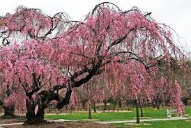 It is specifically recommended for growing. Weeping Cherry Tree Weeping Cherry Tree Beautiful Tree Garden Trees