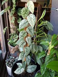 From the arum family ( araceae ), meet scindapsus pictus. 51 Pothos Plant Ideas In 2021 Pothos Plant Indoor Plants House Plants
