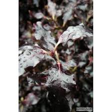Check spelling or type a new query. Buy Pittosporum Ten Tom Thumb Online Garden Beauty