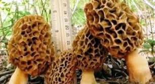 The Life Cycle Of A Morel Mushroom