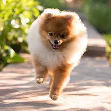 The average pomeranian puppy price in india is between ₹5,000 to ₹15,000. 1 Pomeranian Puppies For Sale In Miami Uptown Puppies