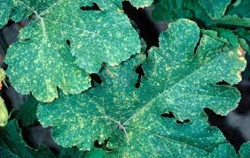 We did not find results for: Squash Diseases And Pests Description Uses Propagation