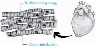 Dinding jantung dinding jantung adalah bagian terluar yang melapisi jantung. Otot Jantung Manusia