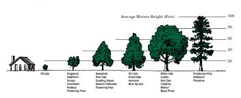 tree canopy coverage change detection for the city of