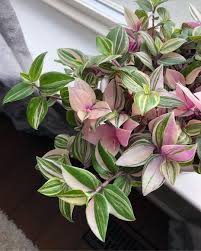 Eur 6.66 to eur 14.44. Pin On Pretty House Plants